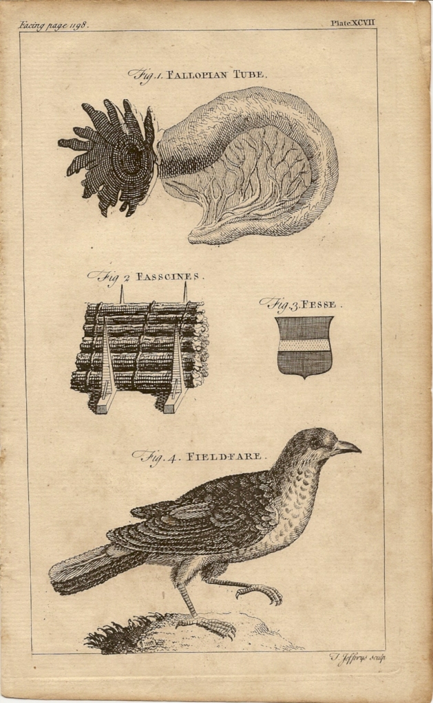  A New and Complete Dictionary of Arts & Sciences - 1754 - Jefferys - facing page 1198
