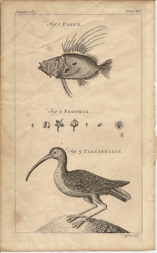 A New and Complete Dictionary of Arts & Sciences - 1754 - Jefferys - facing page 1183